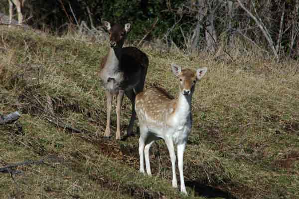 Gamo - parque nacional Vicente Perez Rosales - Chile 2.jpg